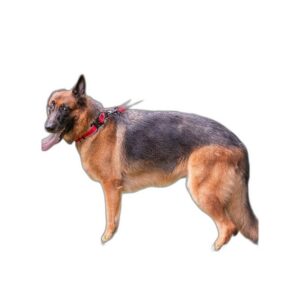 Panier Grotte Feutre pour Chat